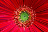 GERBERA JAMESONII ELEPHANT SCARLET