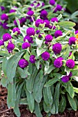 GOMPHRENA GLOBOSA GNOME PURPLE