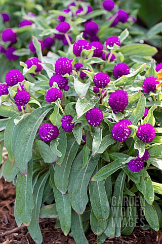 GOMPHRENA_GLOBOSA_GNOME_PURPLE