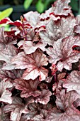 HEUCHERA HEUREKA ROYAL FLAME