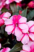 IMPATIENS HAWKERI SUPER SONIC SWEET CHERRY