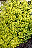 LIGUSTRUM SINENSE SUNSHINE