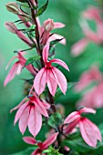 LOBELIA SPECIOSA FAN SALMON