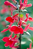 LOBELIA SPECIOSA FAN SCARLET