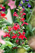 LOBELIA SPECIOSA FAN SCARLET