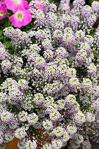 LOBULARIA_BICOLOR_PINK_STREAM