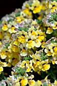 NEMESIA NESIA SUNSHINE