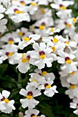 NEMESIA BABYCAKES COCONUT