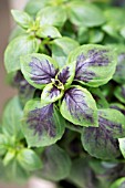 OCIMUM HERBALEA DARK LADY