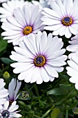 OSTEOSPERMUM OSTICADE WHITE BLUSH