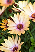 OSTEOSPERMUM SIDE SHOW COPPER APRICOT