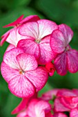 PELARGONIUM HORTORUM PINTO PREMIUM ROSE BICOLOR