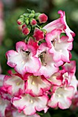 PENSTEMON HARTWEGII ARABESQUE PINK