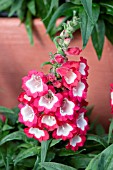 PENSTEMON HARTWEGII ARABESQUE RED