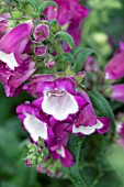 PENSTEMON HARTWEGII ARABESQUE VIOLET