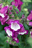 PENSTEMON HARTWEGII ARABESQUE VIOLET