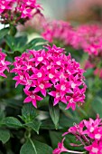 PENTAS LANCEOLATA STARLA DEEP ROSE