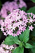 PENTAS LANCEOLATA STARLA LAVENDER SHADES