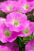 PETUNIA BAROQUE PINK RAY