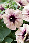 PETUNIA BOOM VEIN SPOTTED YELLOW