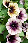 PETUNIA CASCADIAS AUTUMN MYSTERY