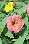 PETUNIA CASCADIAS INDIAN SUMMER