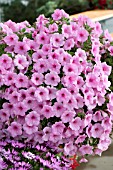 PETUNIA EXPLORER PINK