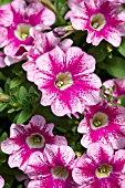 PETUNIA MARVEL BEAUTY CRANBERRY