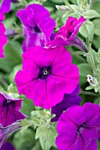 PETUNIA SUCCESS! VIOLET