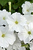 PETUNIA SUCCESS! WHITE