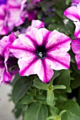 PETUNIA VIVA/GLOW SELECT ROSE STARDUST