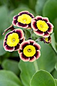 PRIMULA AURICULA HANNI