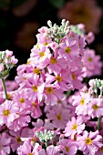 PRIMULA MALACOIDES, PINK