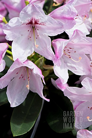 RHODODENDRON_SOUTHGATE_RADIANCE