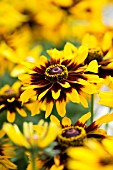 RUDBECKIA HIRTA DENVER DAISY