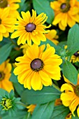 RUDBECKIA HIRTA TIGER EYE GOLD