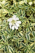 SILENE UNIFLORA DRUETTS VARIEGATED