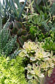 SUCCULENT MIX