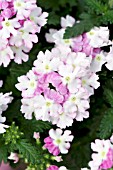 VERBENA LANAI TWISTER AMETHYST