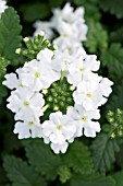 VERBENA LANAI UPRIGHT WHITE