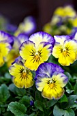 VIOLA CORNUTA PENNY PRIMROSE PICOTEE