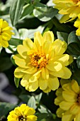 ZINNIA PROFUSION DOUBLE YELLOW