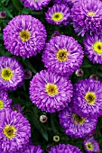 ASTER NOVI BELGII HENRY I PURPLE