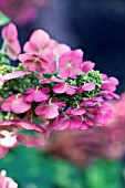 HYDRANGEA QUERCIFOLIA RUBY SLIPPERS