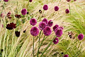 ALLIUM SPHAEROCEPHALON BACKED BY GRASS