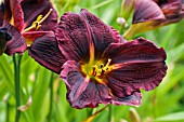 HEMEROCALLIS NEW SWIRLS