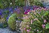 Campanula, Aubrieta and Dianthus flowering in rockery, France