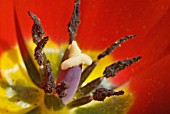 Red heart of Tulipa flower with pistils