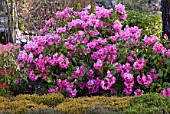 Purple Rhododendron flowers