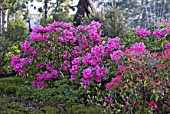 Purple Rhododendron flowers